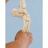 Squelette du pied avec insertion du tibia et du péroné, flexible