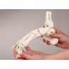 Squelette du pied avec insertion du tibia et du péroné, flexible