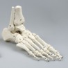 Squelette du pied avec insertion du tibia et du péroné, flexible