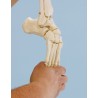 Squelette du pied avec insertion du tibia et du péroné, flexible