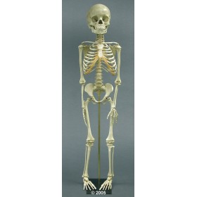 Squelette d´enfant, 5 ans