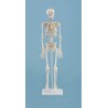 Squelette miniature "Daniel“ avec marquages des muscles