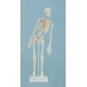Squelette miniature "Fred“ avec colonne vertébrale mobile & muscles