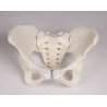 Pelvis féminin flexible