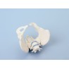 Bassin de femme avec sacrum et 2 vertèbres lombaires
