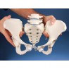 Pelvis féminin avec sacrum et vertebrè, monté flexible