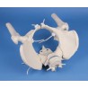 Bassin de femme avec sacrum, 2 vertèbres lombaires, cuisse flexible