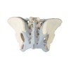 Pelvis féminin avec ligaments