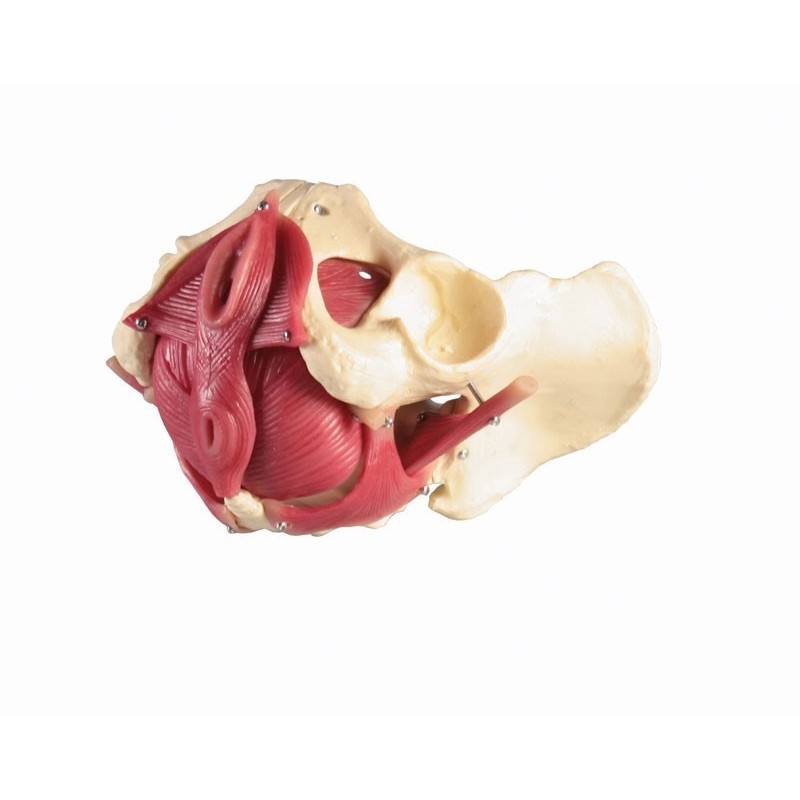 Plancher pelvien féminin en 12 parties