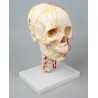 Crâne neurovasculaire
