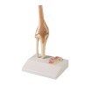Articulation de genou miniature avec coupe transversale