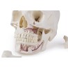 Crâne de démonstration de luxe, 14 pièces, pour études avancées.