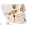Crâne de démonstration de luxe, 14 pièces, pour études avancées.