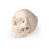 Modèle de crâne pour la dentisterie et la chirurgie orale, 5 parties