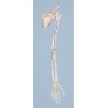 Squelette du bras avec ceinture scapulaire, avec marquage des muscles
