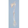 Squelette du bras avec ceinture scapulaire, avec marquage des muscles