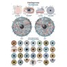 Planche anatomique iridologie