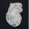 Modèle du coeur flexible et translucide, version didactique