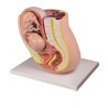 Pelvis enceinte avec fœtus