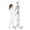 Squelette humain OSCAR