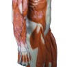 Modèle anatomique musculaire, échelle 1/3