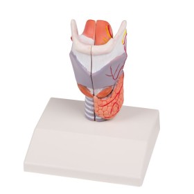 Modèle anatomique d'un larynx en 2 parties