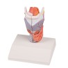 Modèle anatomique d'un larynx en 2 parties