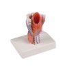 Modèle anatomique d'un larynx en 2 parties