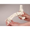 Squelette du pied avec insertion du tibia et du péroné, flexible