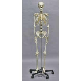 Squelette adolescent