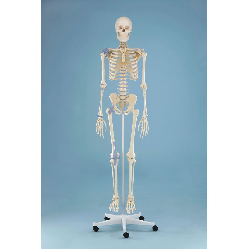 &quot;Squelette &quot;&quot;Otto“, avec ligaments &quot;