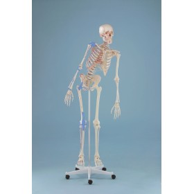 Squelette „Max“, mobile, marquage des muscles, ligaments 