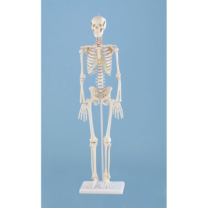Squelette anatomique miniature Patrick
