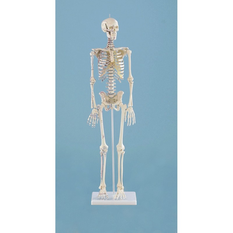 &quot;Squelette miniature &quot;&quot;Daniel“ avec marquages des muscles&quot;
