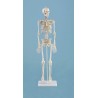 &quot;Squelette miniature &quot;&quot;Daniel“ avec marquages des muscles&quot;