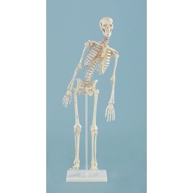 &quot;Squelette miniature &quot;&quot;Fred“ avec colonne vertébrale mobile &amp; muscles