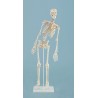 &quot;Squelette miniature &quot;&quot;Fred“ avec colonne vertébrale mobile &amp; muscles