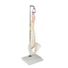 Colonne vertébrale miniature sur support de suspension