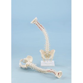Colonne vertébrale avec bassin démontable -