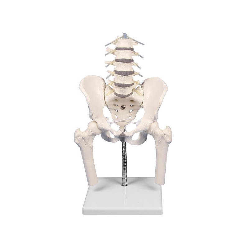 Vertèbres Lombaires avec bassin et moignon fémoraux 