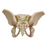 Pelvis d´un enfant à l´age de 5