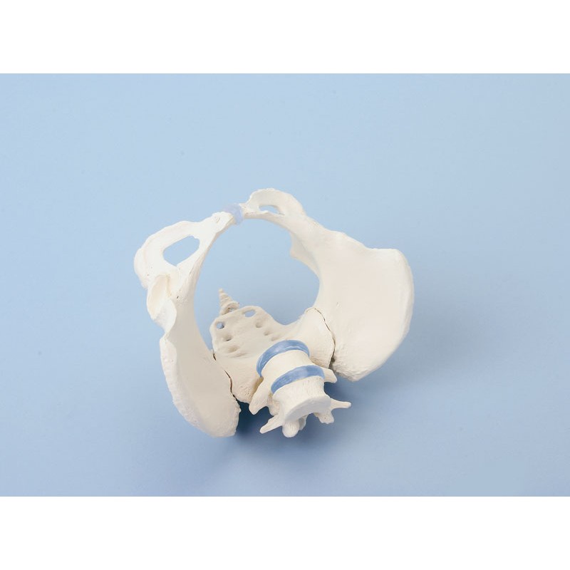 Bassin de femme avec sacrum et 2 vertèbres lombaires