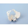 Bassin de femme avec sacrum et 2 vertèbres lombaires