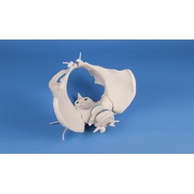 Pelvis féminin avec sacrum et vertèbre, monté flexible 