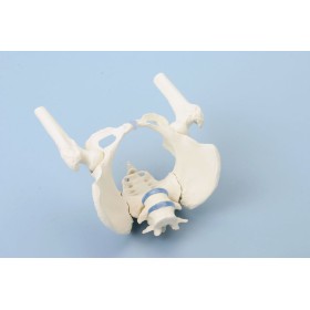 Bassin de femme avec sacrum, 2 vertèbres lombaires et cuisse 