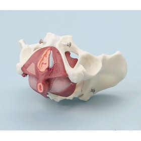 Pelvis fémenin avec plancher pelvien, 7 pièces 