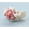 Pelvis fémenin avec plancher pelvien, 7 pièces 