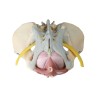 Pelvis féminin avec ligaments et nerfs