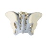 Pelvis féminin avec ligaments 