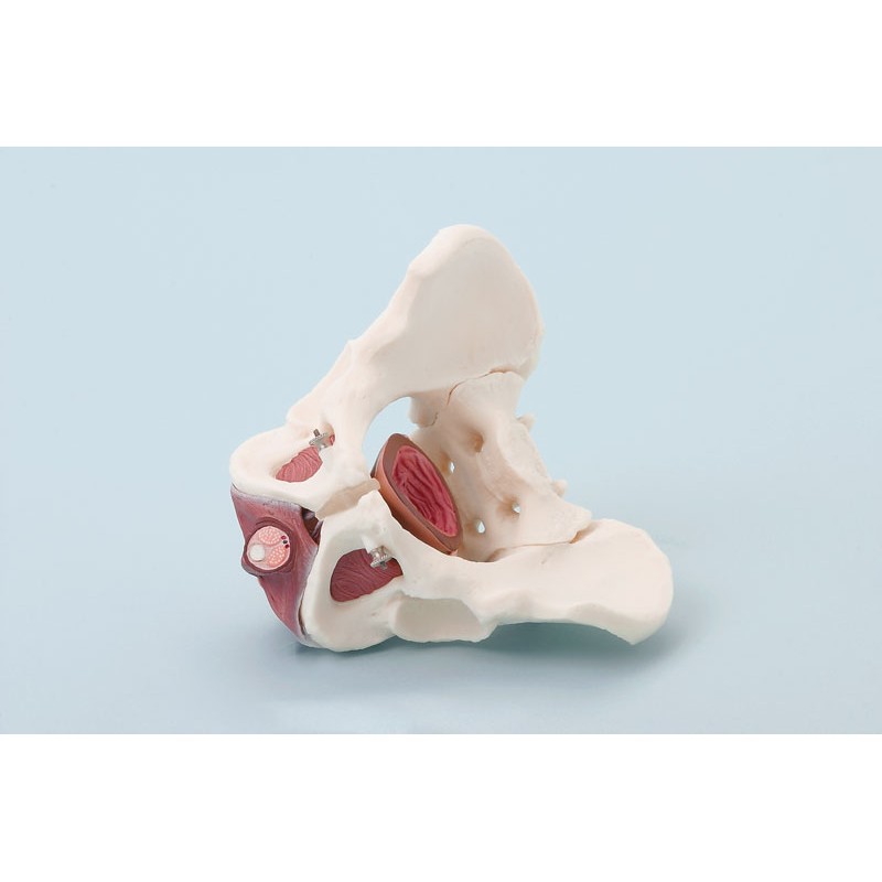 Pelvis masculin avec plancher pelvien 